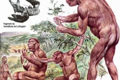 0 0 1 australopithèque