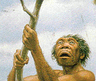 0 0 2 erectus PROMETHEE