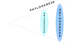1 Phylogenèse Ontogenèse