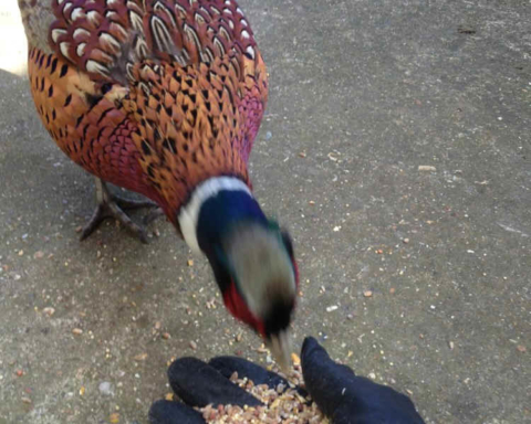 Le piège de la lecture qui “picore” -(Lire Clouscard 1)